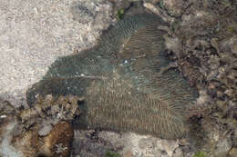 Image of Slipper coral