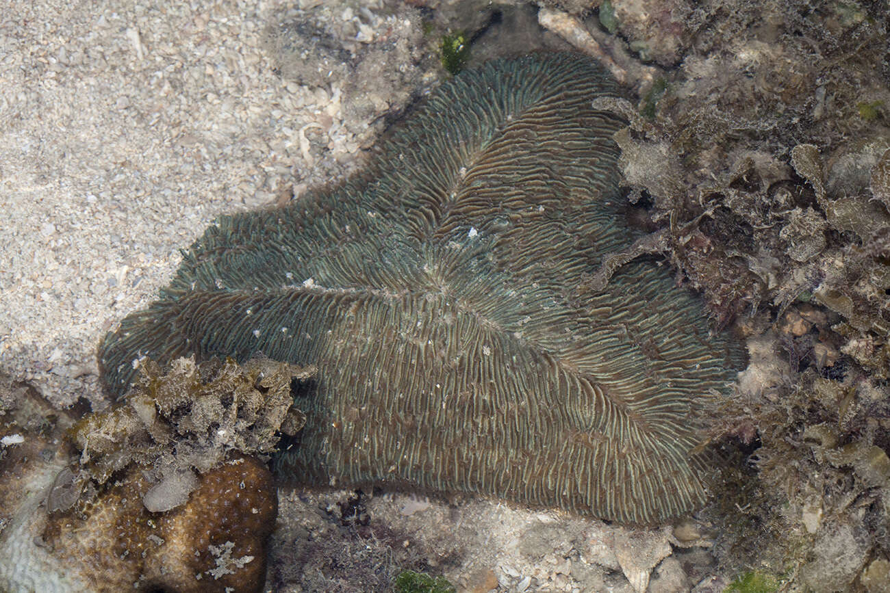 Image of Slipper coral