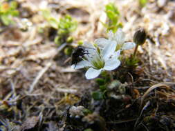 Image of Zweiblütiges Sandkraut