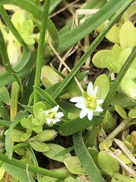 Image of Cerastium parvum