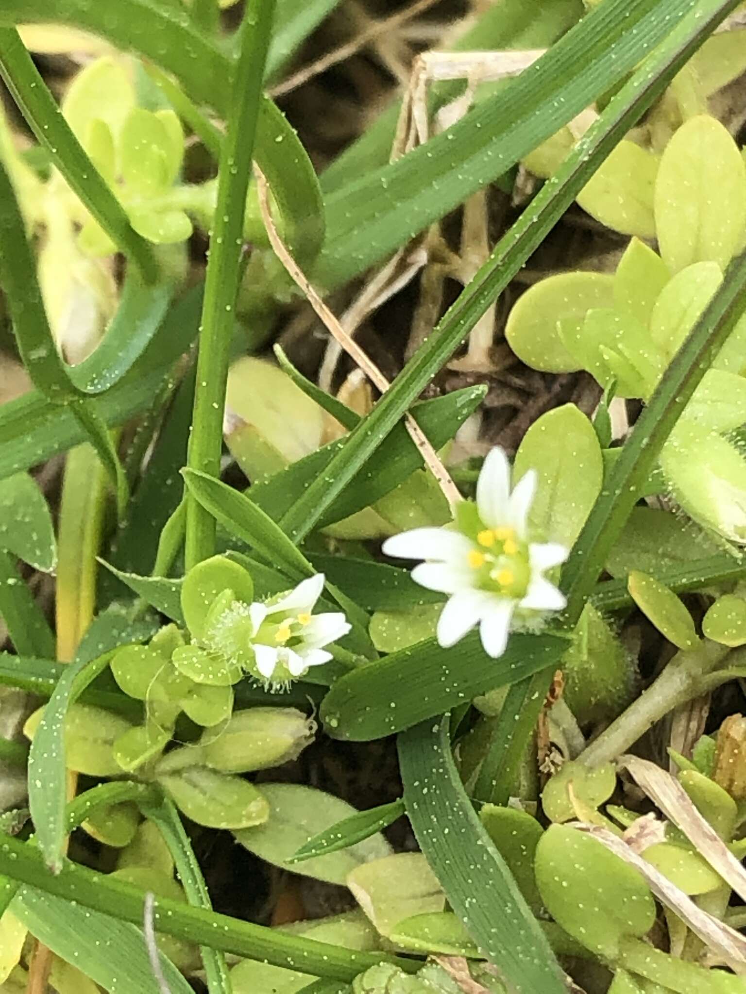 Image of Cerastium parvum