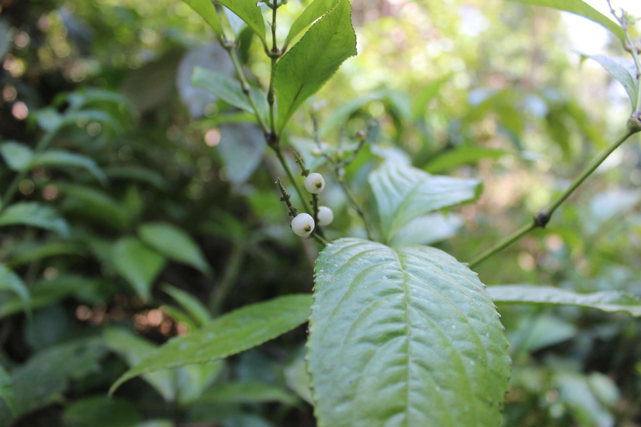 Image of Chloranthus elatior Link