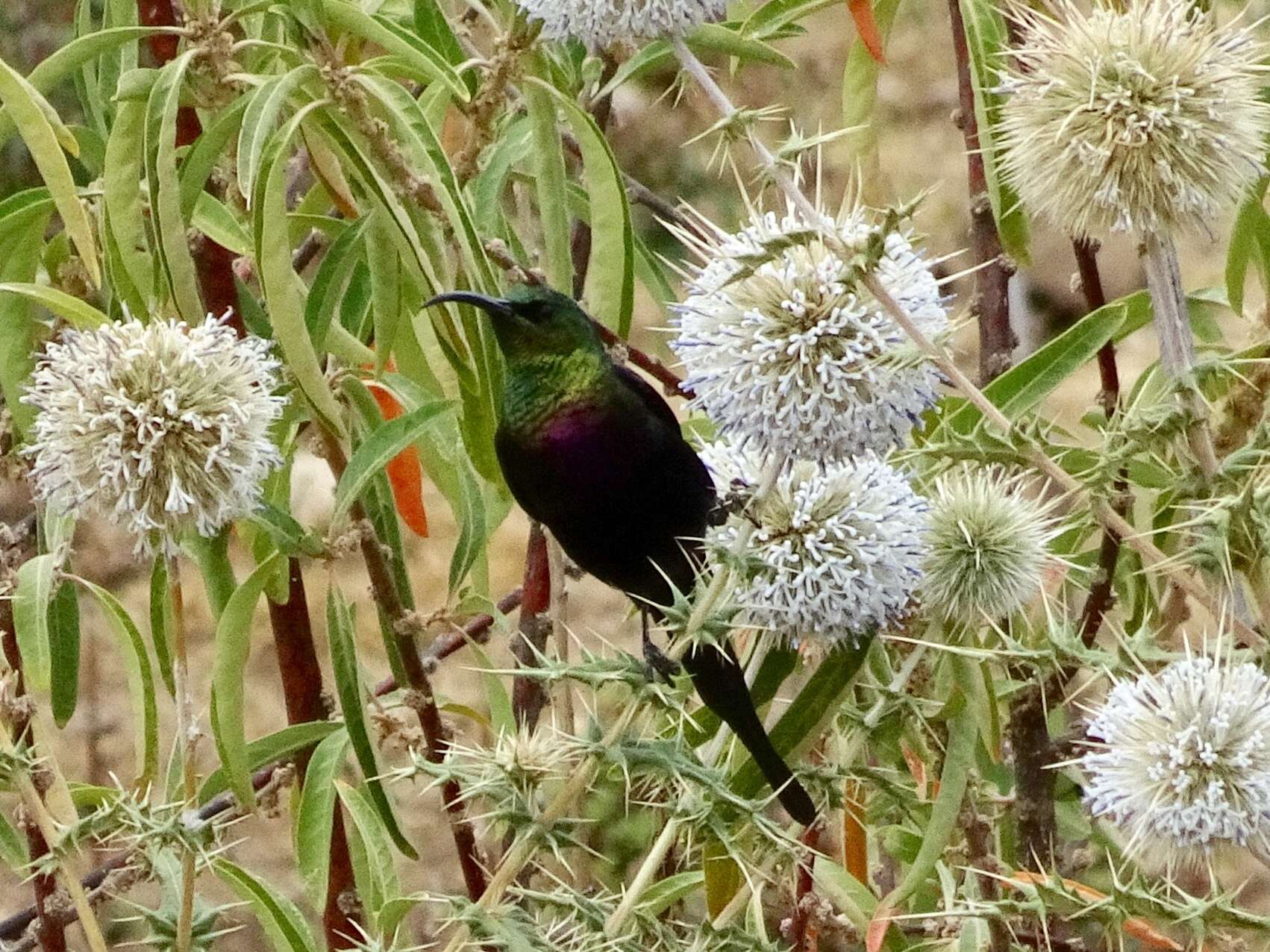 Nectarinia tacazze (Stanley 1814)的圖片