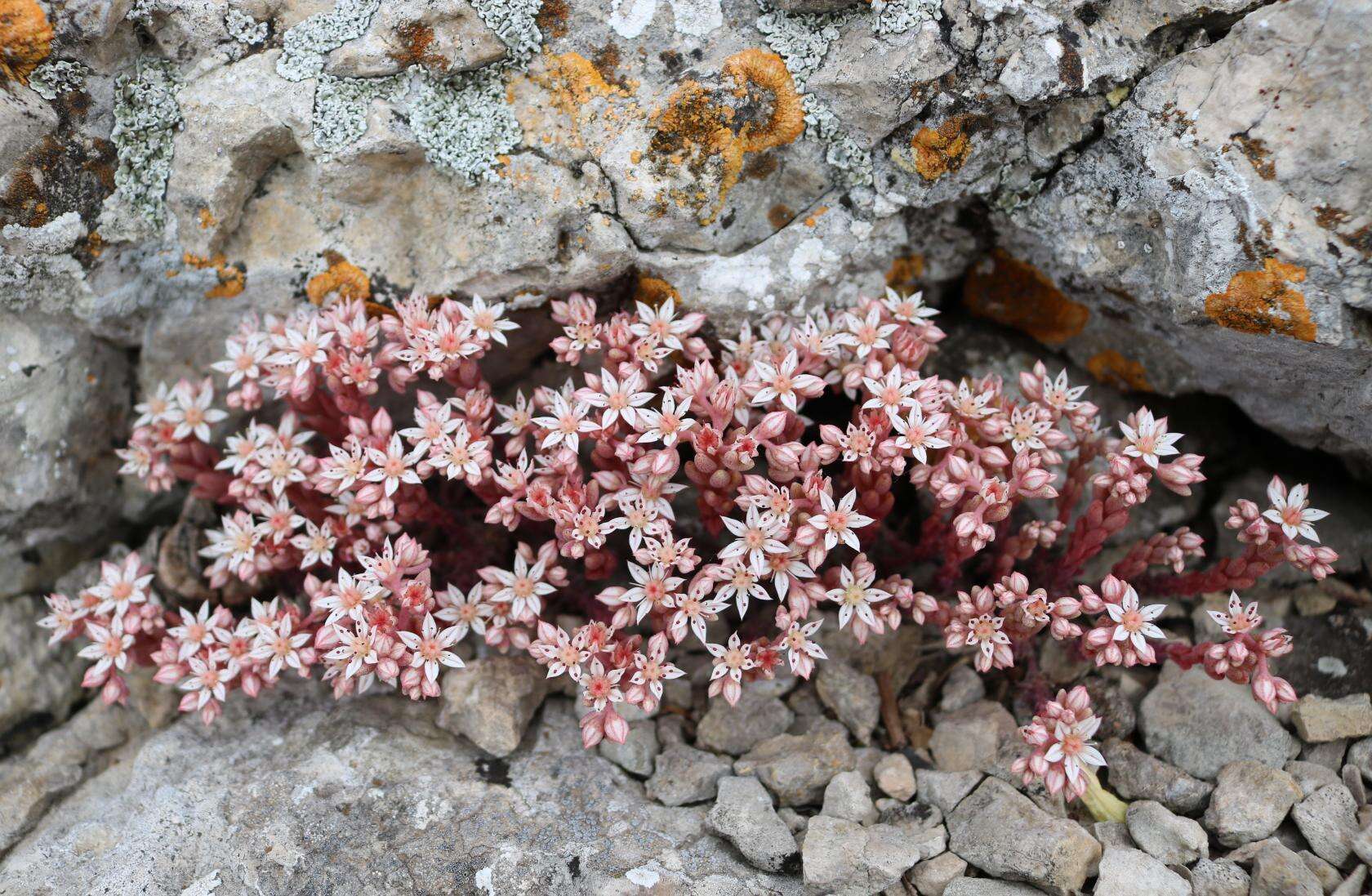 Sedum hispanicum L. resmi