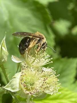 Image of Andrena pruni Robertson 1891