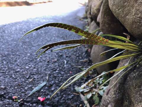 Image of Weeping Fern