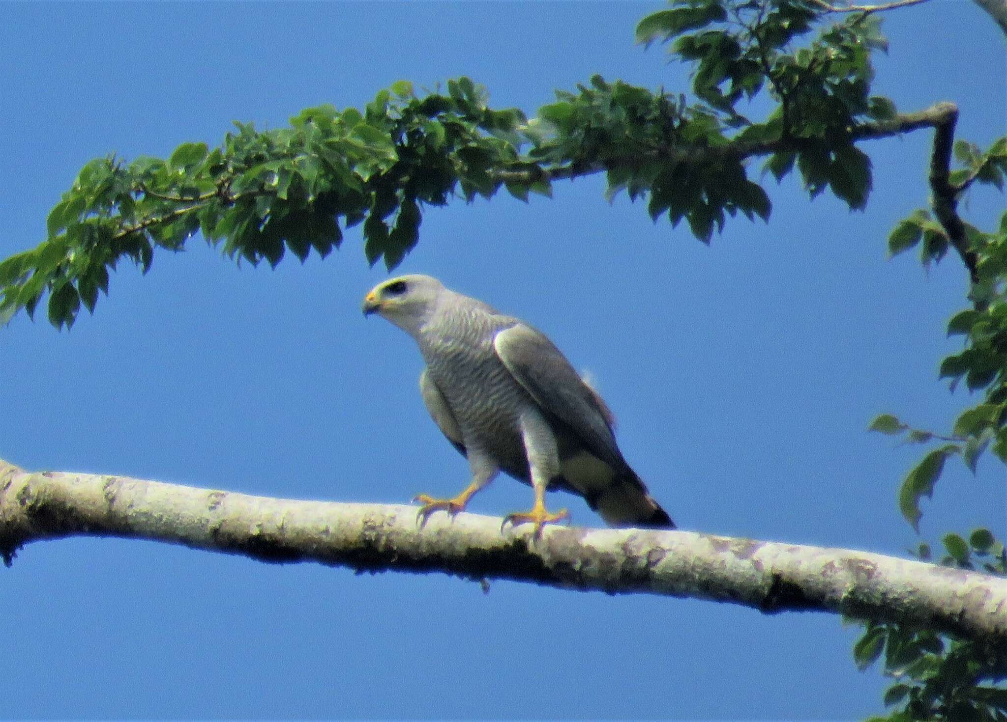 Image of Grey-lined Hawk