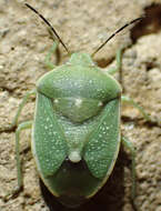 Image of Uhler's Stink Bug