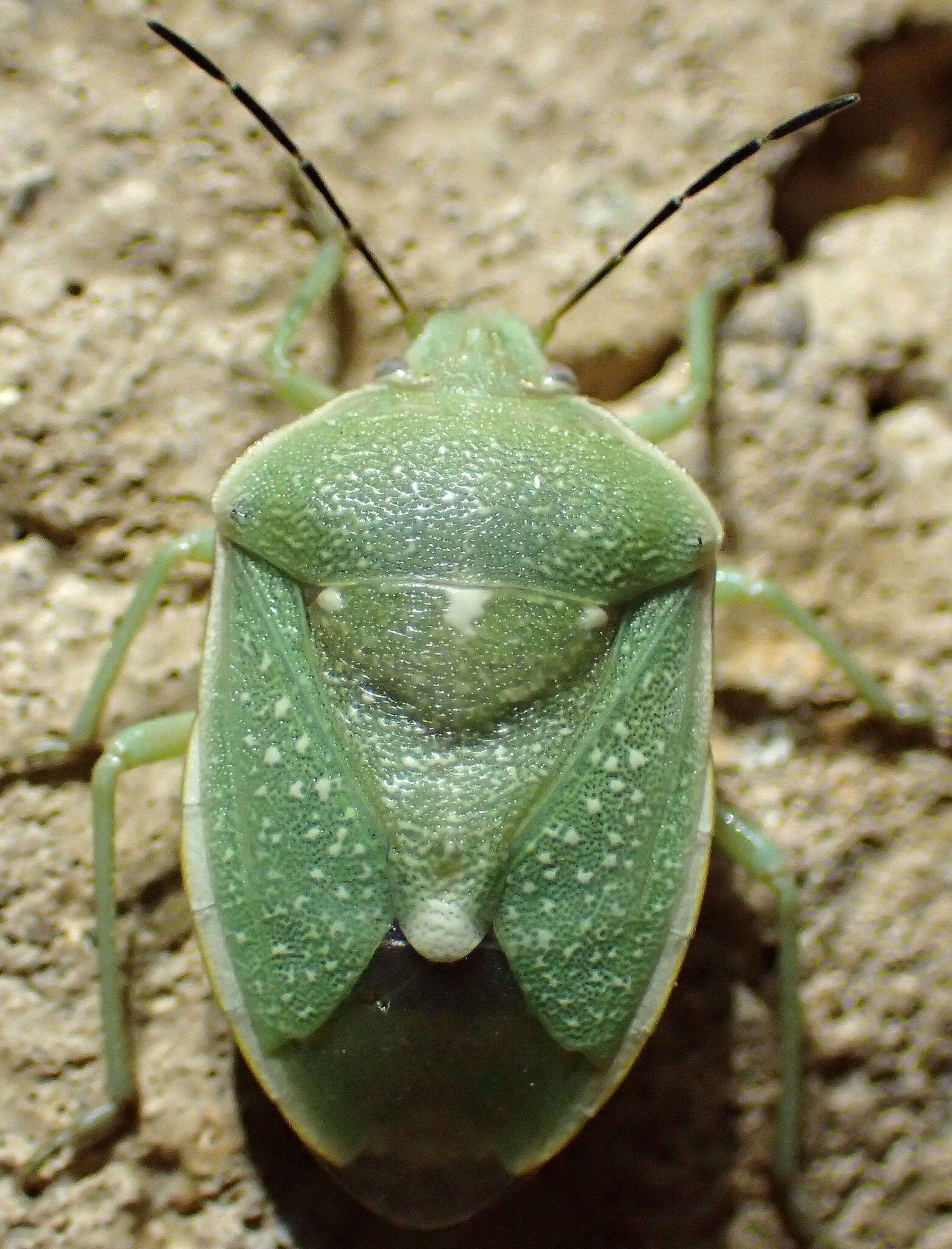 Imagem de Chlorochroa (Chlorochroa) uhleri (Stål 1872)