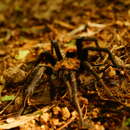 Image of Guatemalan Tiger Rump Tarantula