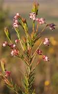 Image of Erica polifolia Salisb. ex Benth.