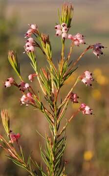 Imagem de Erica polifolia Salisb. ex Benth.