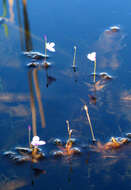 Utricularia benjaminiana Oliv.的圖片