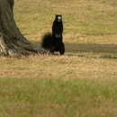 Image of Sciurus niger niger Linnaeus 1758