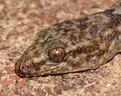 Image of Amatola Rock Gecko