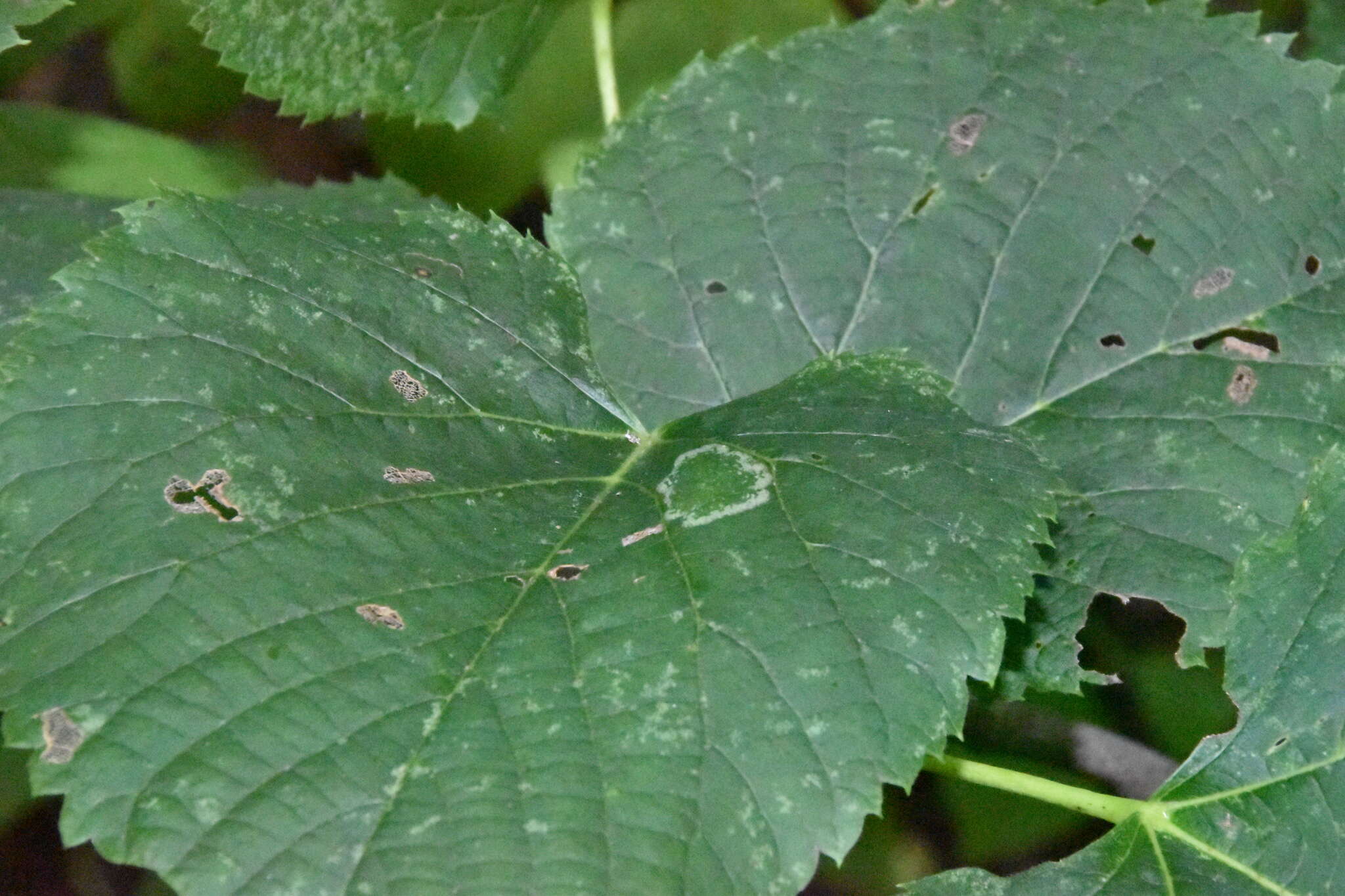 Phyllonorycter lucetiella (Clemens 1859)的圖片