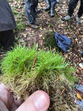 Image of dicranum moss