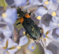 Image of Grammoptera militaris (Chevrolat 1855)