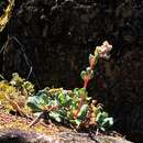 Image of roseflower stonecrop