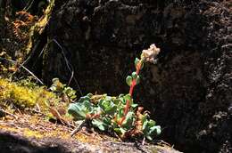 Sedum laxum subsp. laxum的圖片