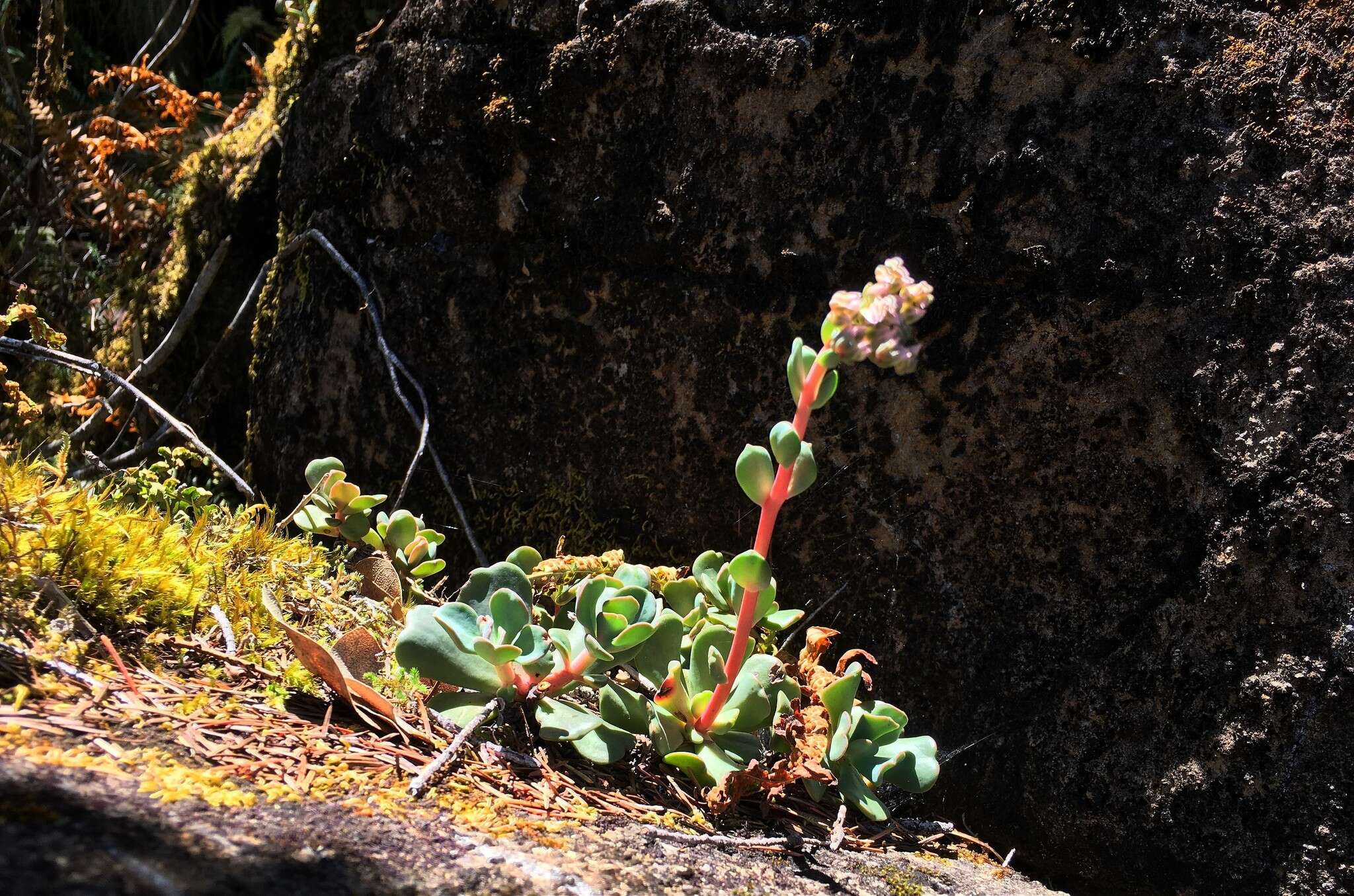 Imagem de Sedum laxum subsp. laxum