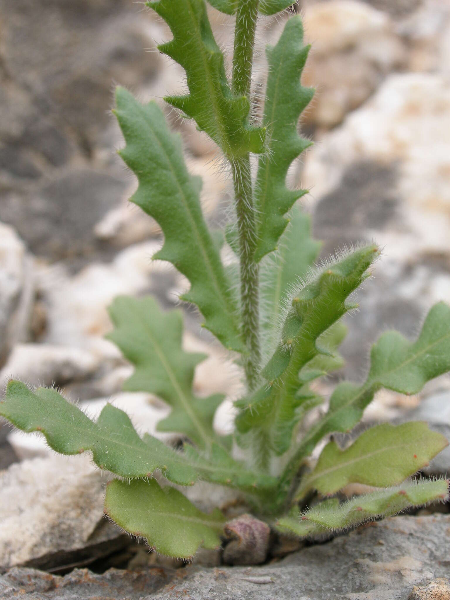 Слика од Biscutella cichoriifolia Loisel.