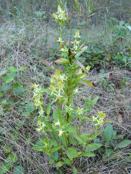 Image of Halenia corniculata (L.) Cornaz