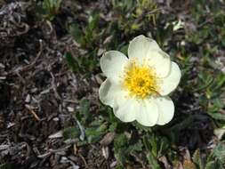 Imagem de Dryas octopetala subsp. hookeriana (Juz.) Hulten