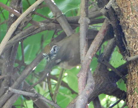 Image of Happy Wren