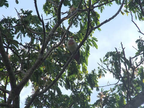 Image of Many-colored Fruit Dove