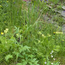 Image of Heracleum roseum Stev.