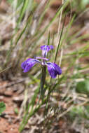 Mastigostyla spathacea (Griseb.) Ravenna resmi