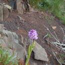 Imagem de Orchis mascula subsp. scopulorum (Summerh.) H. Sund. ex H. Kretzschmar, Eccarius & H. Dietr.