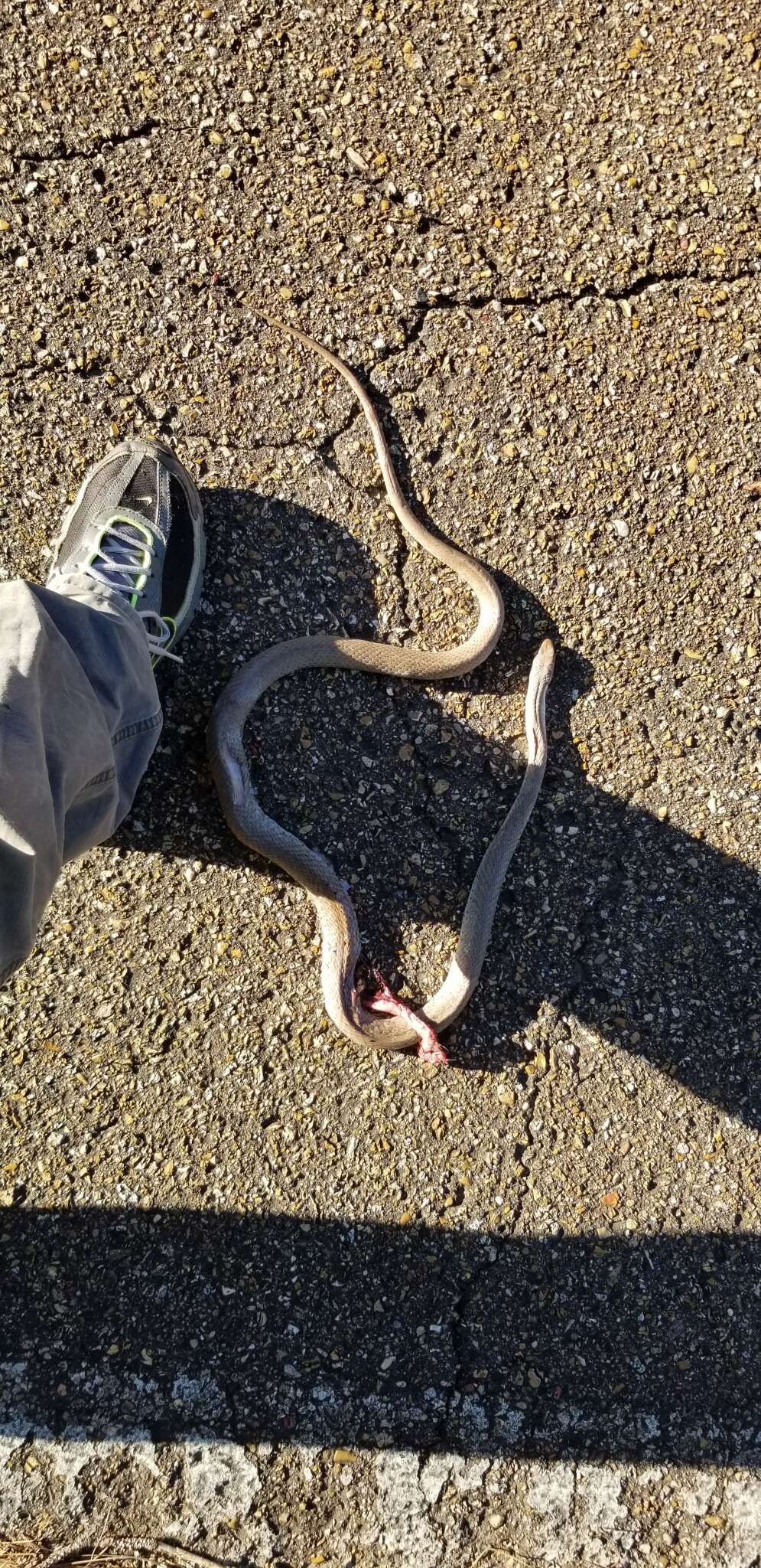 Image of Coluber constrictor etheridgei Wilson 1970