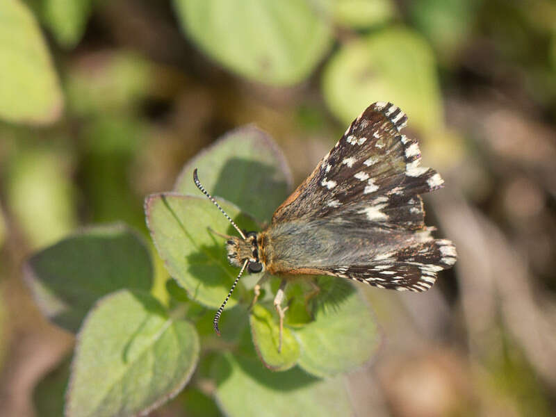 Image of Southern Grizzled Skipper