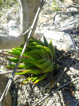 Image de Haworthia kingiana Poelln.