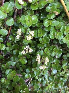 Image of Chrysosplenium hebetatum Ohwi