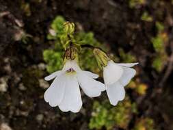 Слика од Ourisia caespitosa Hook. fil.