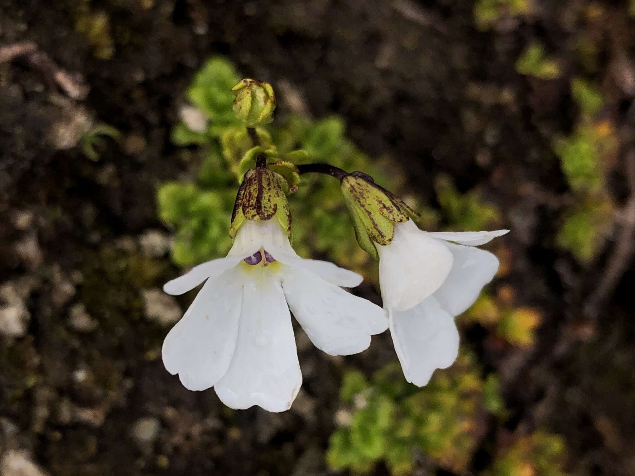 Слика од Ourisia caespitosa Hook. fil.