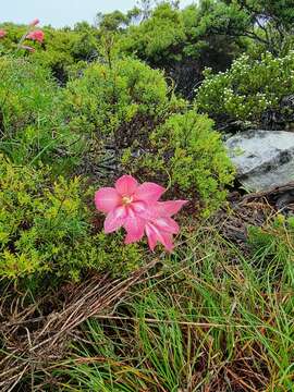 Gladiolus carmineus C. H. Wright resmi