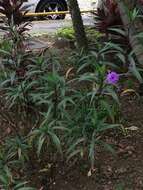 Image de Ruellia simplex Wright