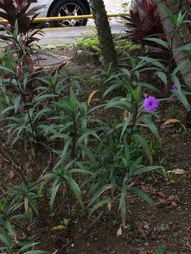 Image de Ruellia simplex Wright