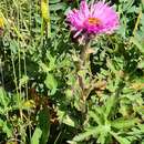 صورة Erigeron caucasicus subsp. venustus (Botsch.) Grierson