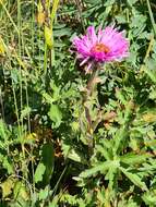 Image de Erigeron caucasicus subsp. venustus (Botsch.) Grierson