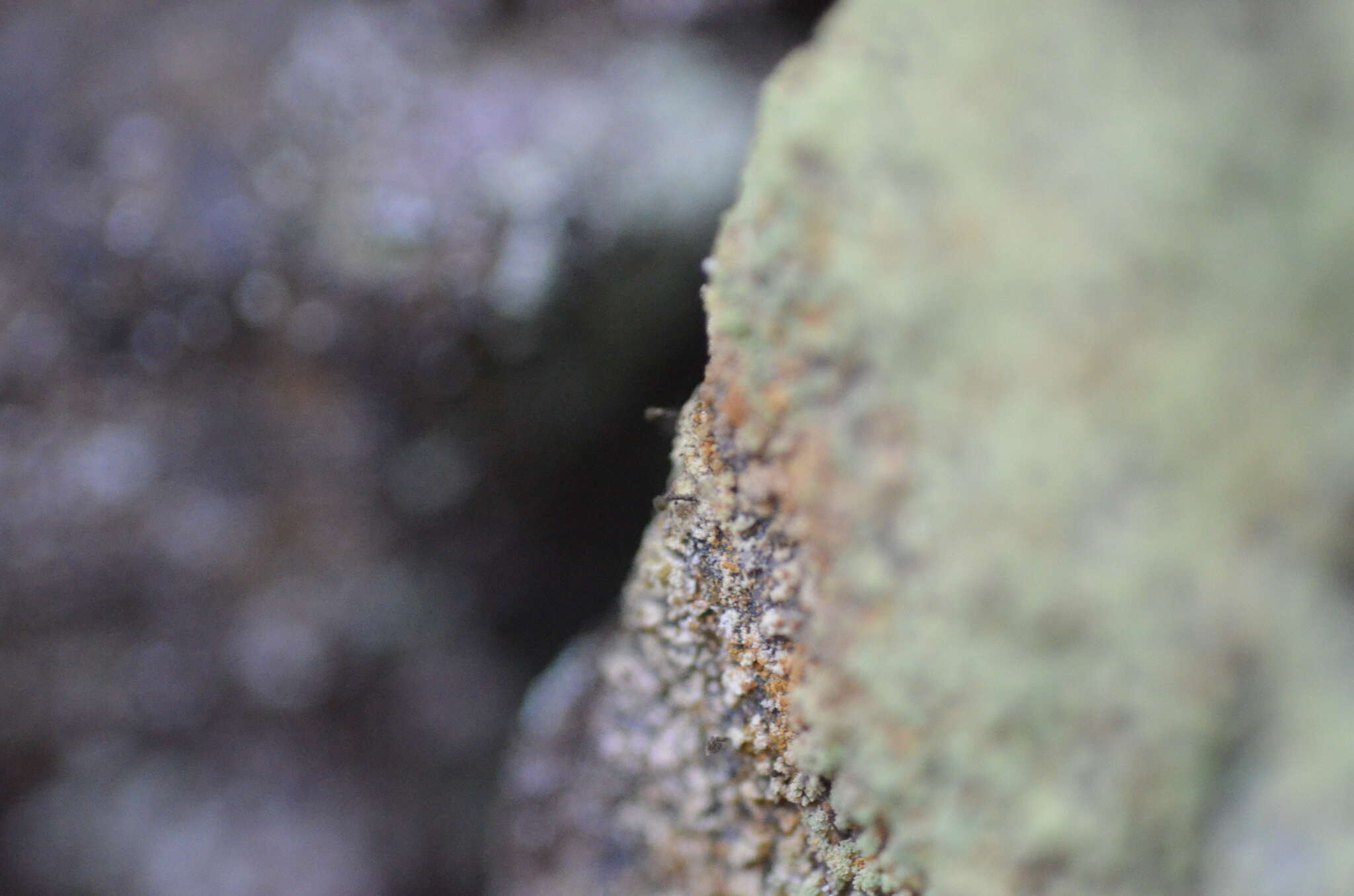 Image of sandwort microcalicium lichen