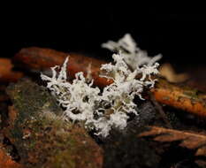 Image of <i>Cordyceps tenuipes</i>