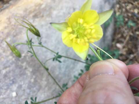 Aquilegia chrysantha var. chaplinei (Standley ex Payson) E. J. Lott的圖片