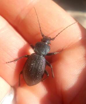 Image de Carabus (Sphodristocarabus) adamsi M. Adams 1817