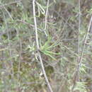 Image of Olearia virgata var. lineata Kirk