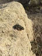 Image of Iberian Parsley Frog